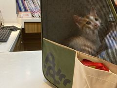 -御宝贝·A梦猫科宠物医院(国际猫友好医院)