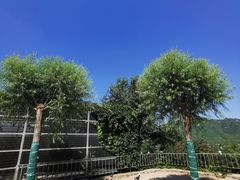-十渡高山漂流