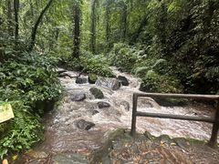 -莫里热带雨林景区