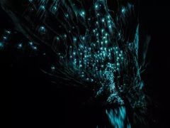 -怀托摩萤火虫洞