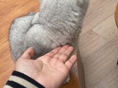 -有猫主题·治愈系猫咖(曾厝垵店)