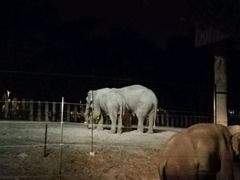 -清迈夜间动物园