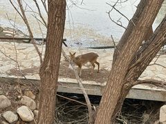 -北京麋鹿生态实验中心