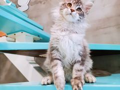 -十年猫舍·猫咪专门店(普陀店)