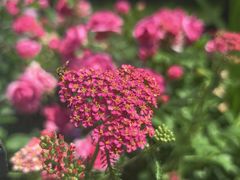 -东方体育中心(地铁站)