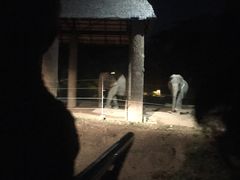 -清迈夜间动物园