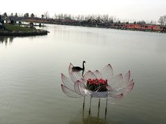 -荷兰花海