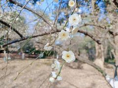 -杭州植物园