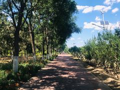 -大兴滨河森林公园