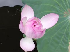 -荔湾湖公园