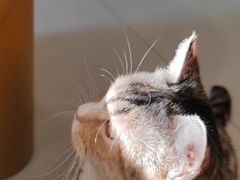 -平行世界·猫咖(首经贸店)