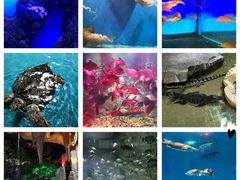 -泉城欧乐堡海洋极地世界