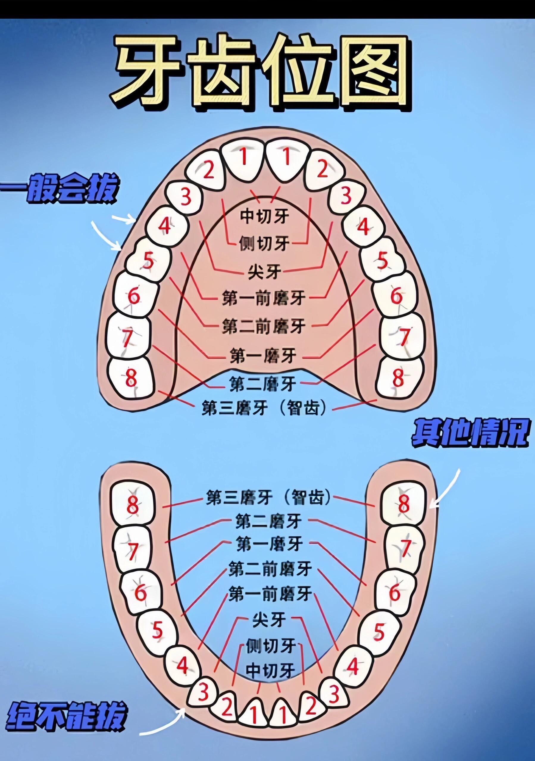 7号牙是哪个位置图片