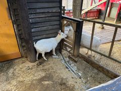 -宫城藏王狐狸村