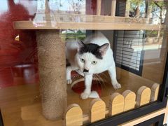 -御宝贝·A梦猫科宠物医院(国际猫友好医院)