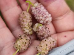 -南京小时候桑葚采摘园