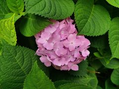 -西湖风景区-江洋畈生态公园