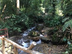 -莫里热带雨林景区