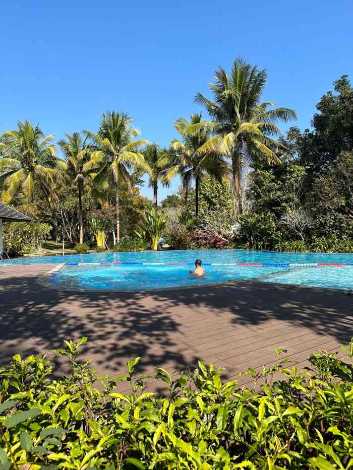 西双版纳王莲酒店-"94因为马巴巴站在上面而更加火的王莲,因.