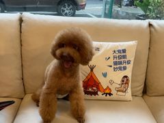 -瑞派申生动物医院·24H夜诊·国际动物医疗中心·骨外科(吴中路店)