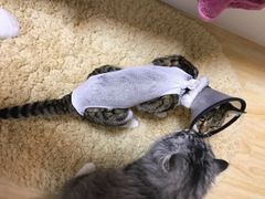 -哆趣宠物医院·眼科·内镜·急重症转诊中心(上海店)