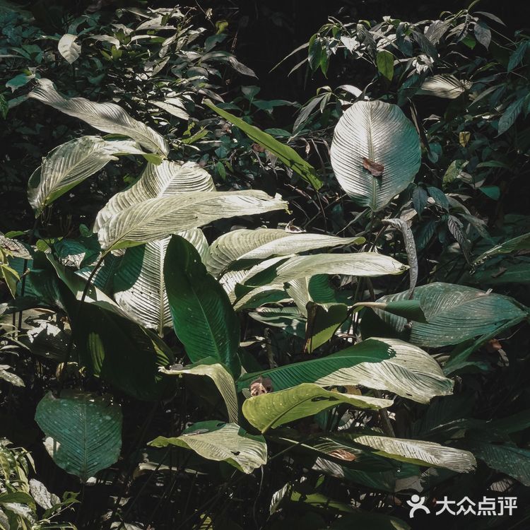 小象雨林|在西双版纳的原始森林里