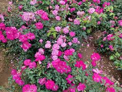 -人民公园(罗湖区)