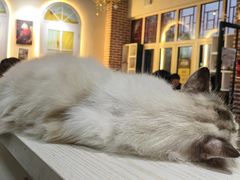 -猫小院猫主题餐厅(南锣旗舰店)