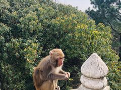 -苏州上方山国家森林公园