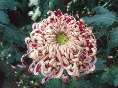 -上海市龙华烈士陵园