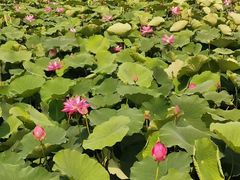 -羊亭河湿地公园