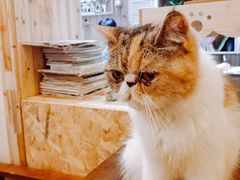 -猫色咖啡·猫咖
