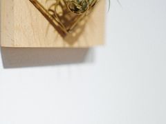 -猫里有甜