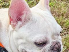 -萌宠之家·腊肠犬·马尔泰·小体犬舍
