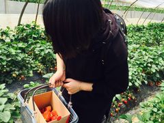 -小鱼草莓采摘园农家乐·小鱼餐厅