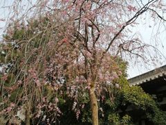 -西安青龙寺遗址景区