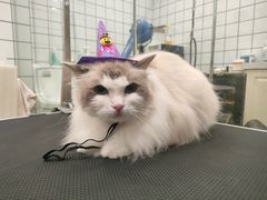 -Pets First伊珊娜洗护·精致美容·家庭式寄养(新会路店)
