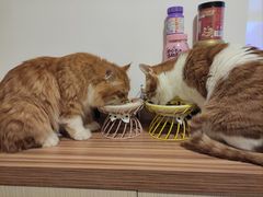 -纳吉亚猫专科动物诊疗中心(蒋宅口分院)