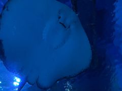 -芜湖新华联大白鲸海洋公园