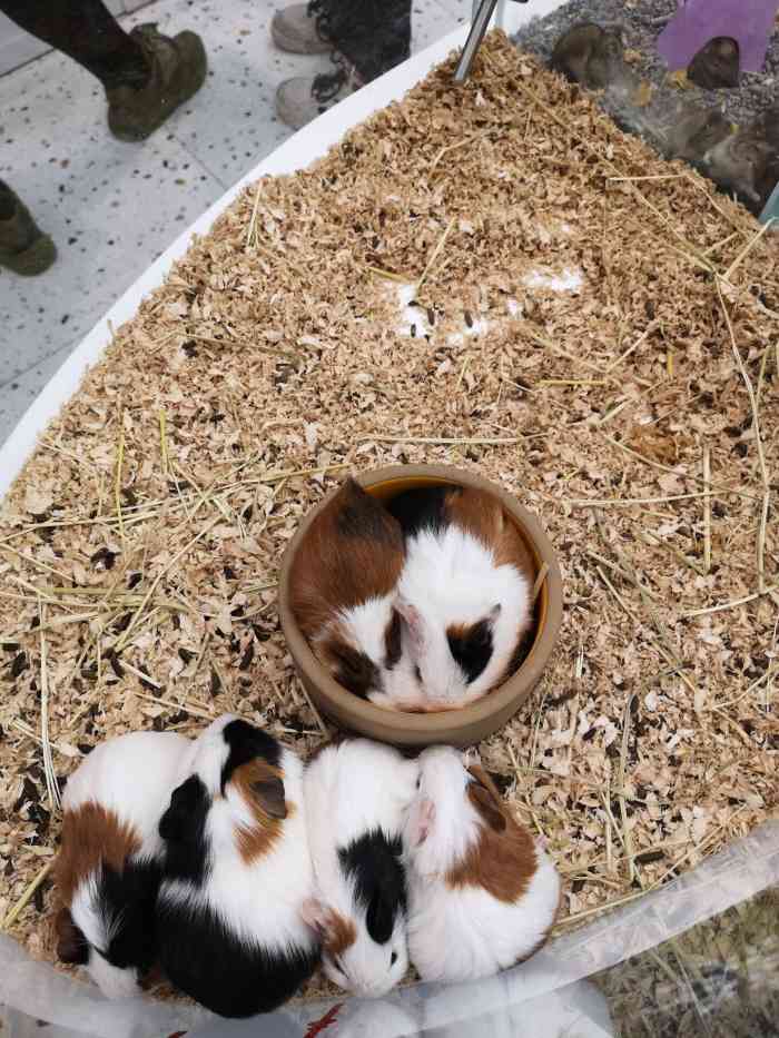 兔窝镇bunnyburrow(龙湖杭州西溪天街店)-"【项目】宠物售卖兔兔辣么