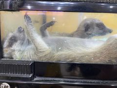 -青石桥花鸟鱼虫市场(叠翠城店)