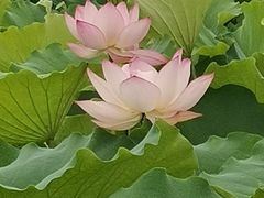 -梁鸿国家湿地公园