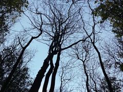 -黄埔油麻山森林公园