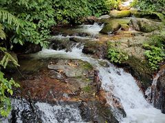 -莫里热带雨林景区