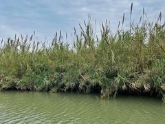 -泗洪洪泽湖湿地景区