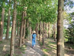 -上海长兴岛郊野公园