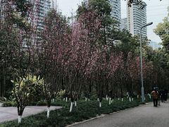 -重庆彩云湖湿地公园