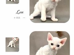 -70cat德文卷毛猫·缅因猫纯种猫舍