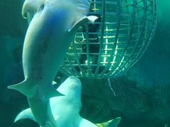 -泉城欧乐堡海洋极地世界