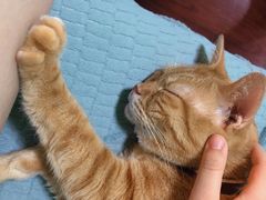 -李小姐の猫咖啡馆(五角场店)